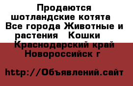 Продаются шотландские котята - Все города Животные и растения » Кошки   . Краснодарский край,Новороссийск г.